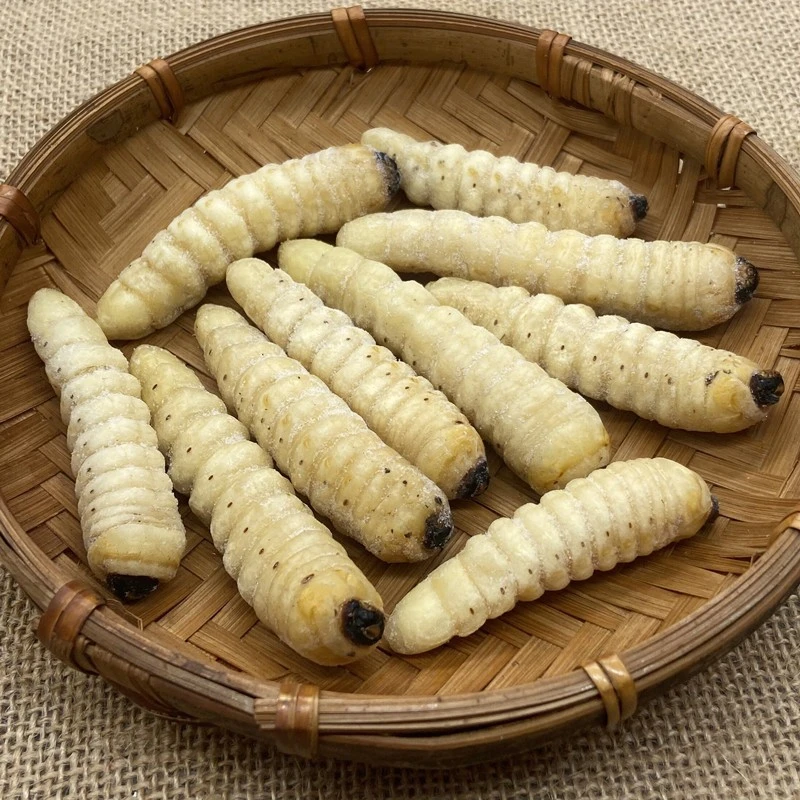 新鲜冷冻哈虫柴虫木花蛤虫木虫柞天牛速冻野生食用云南特产包邮