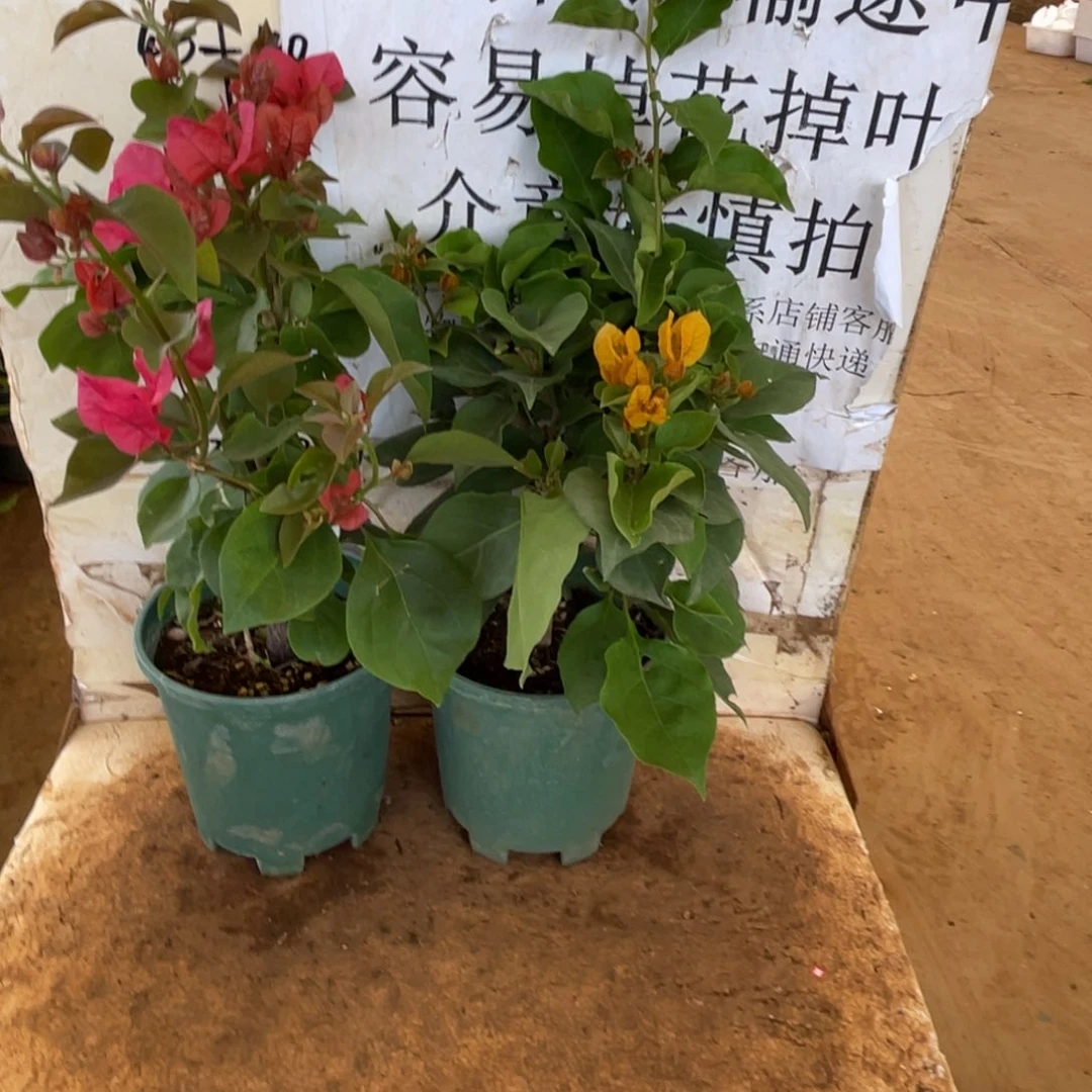 ꧁***꧂当前无花栽培后可以开花1-1879