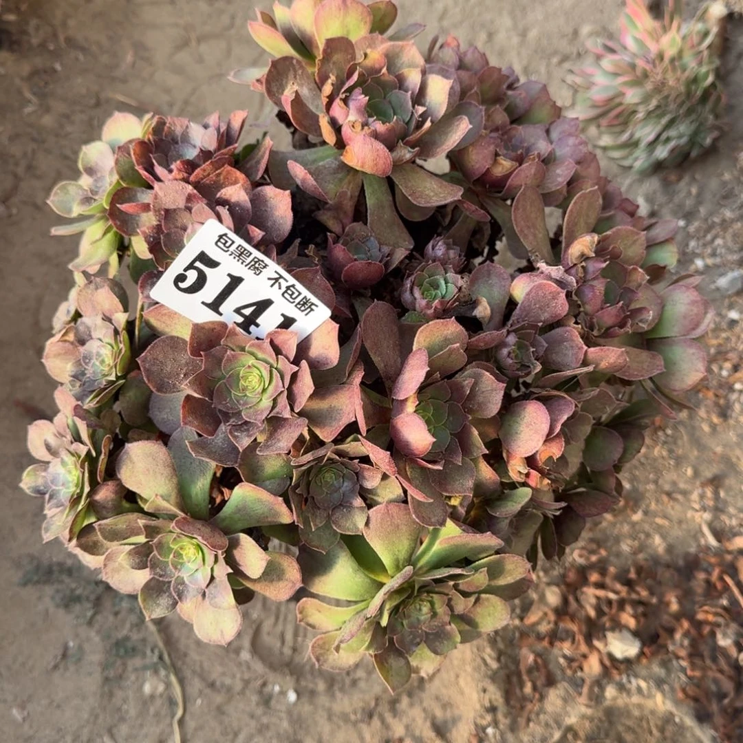 法师万圣节5141 16-15