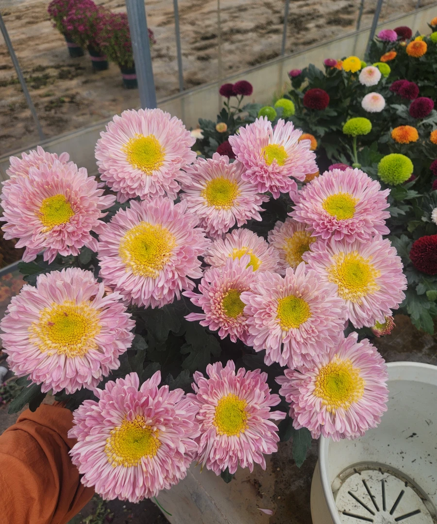 荷兰菊【塞拉之光】大花重瓣室内阳台耐寒耐热