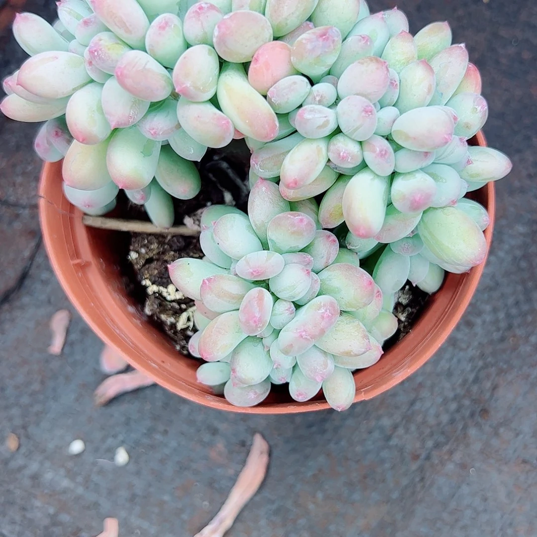 三日月美人缀化上