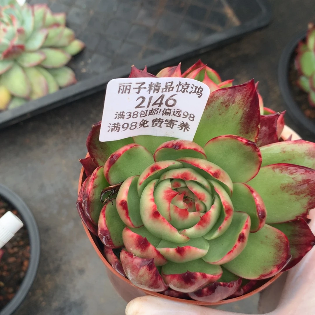 2146多肉植物10厘米
