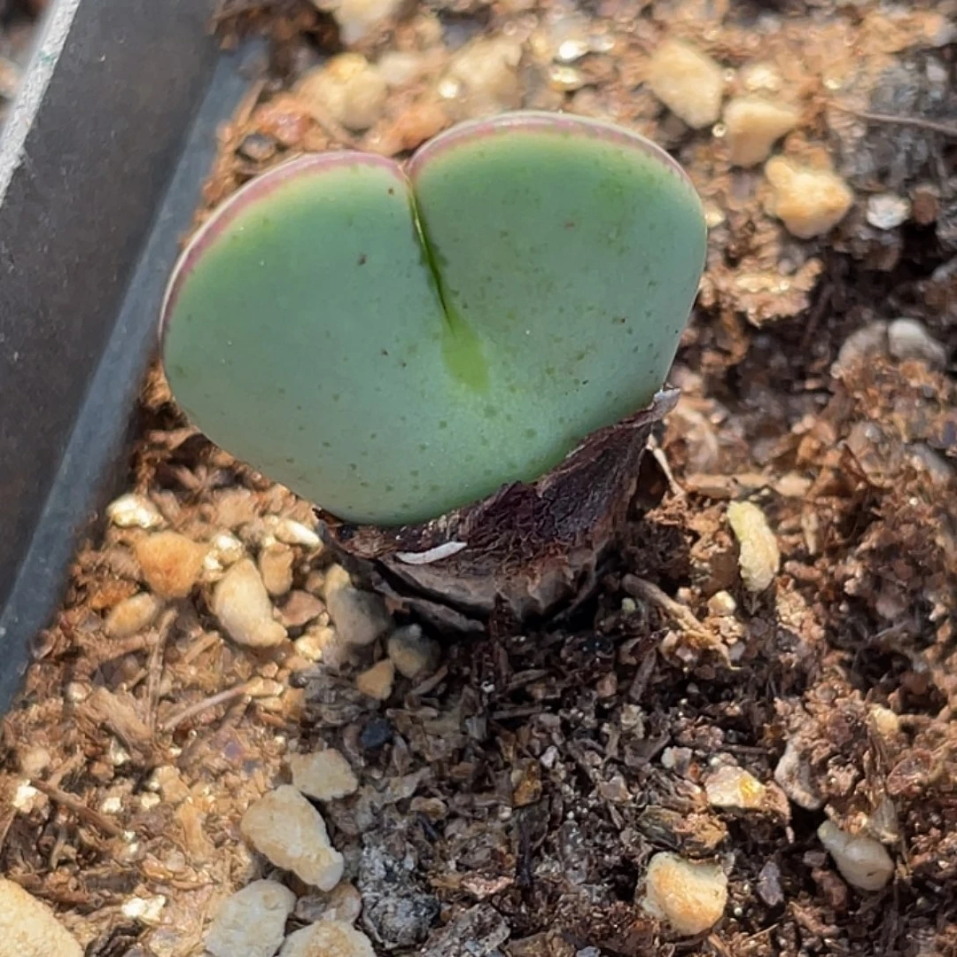 31-130爱心将多肉植物