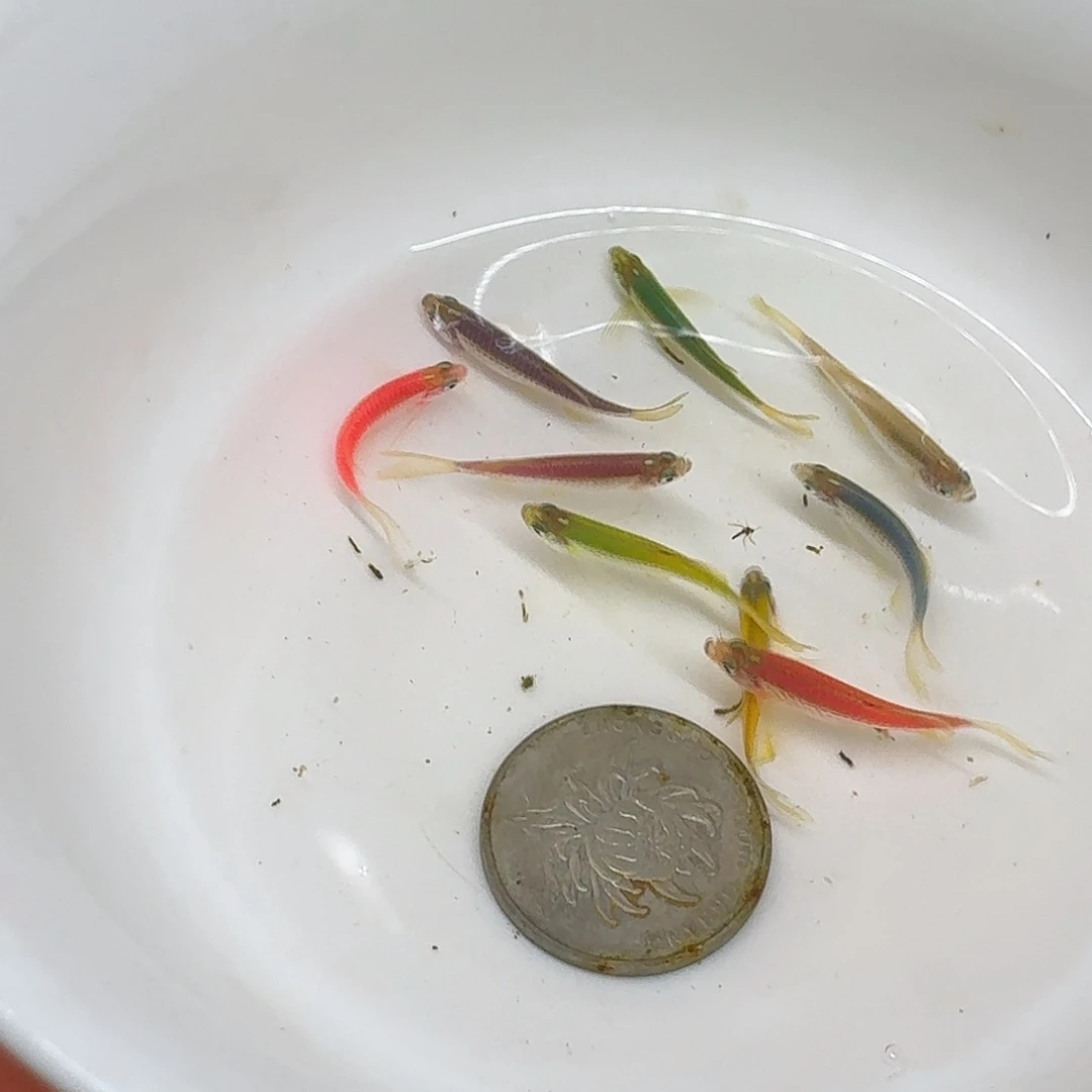 斑马鱼2组包邮2-3cm豹纹蝶翼斑马10条