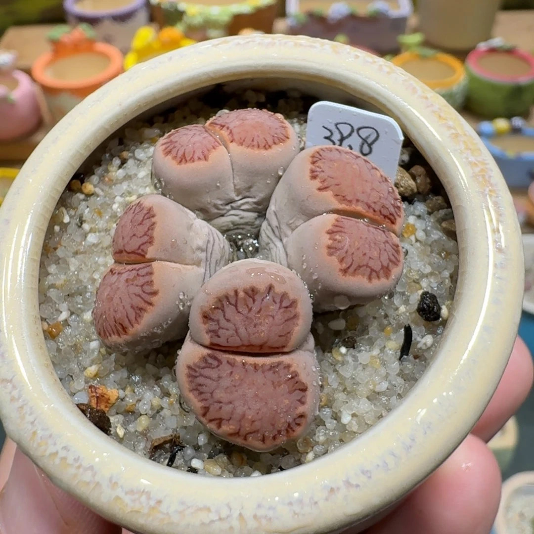 蘑菇1024菊纹章多肉植物