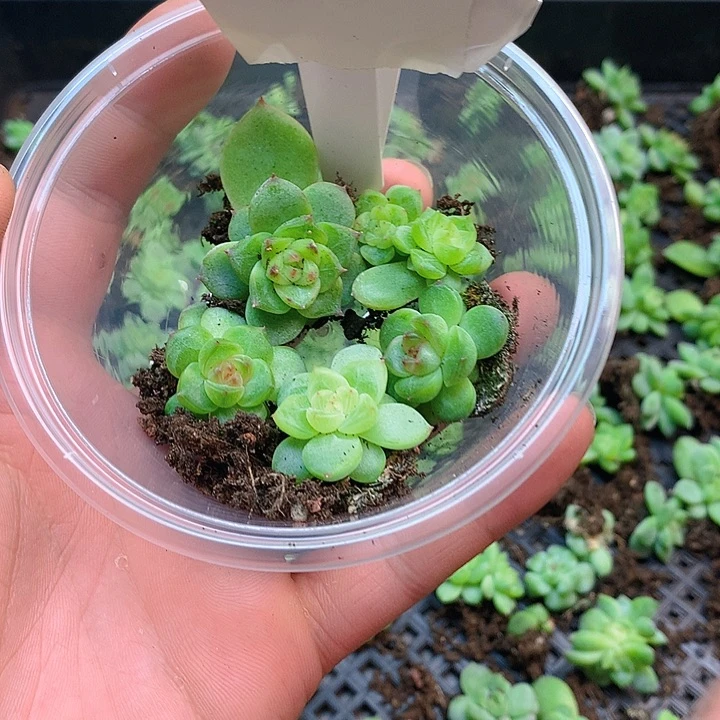 2号珍妮多肉多肉植物