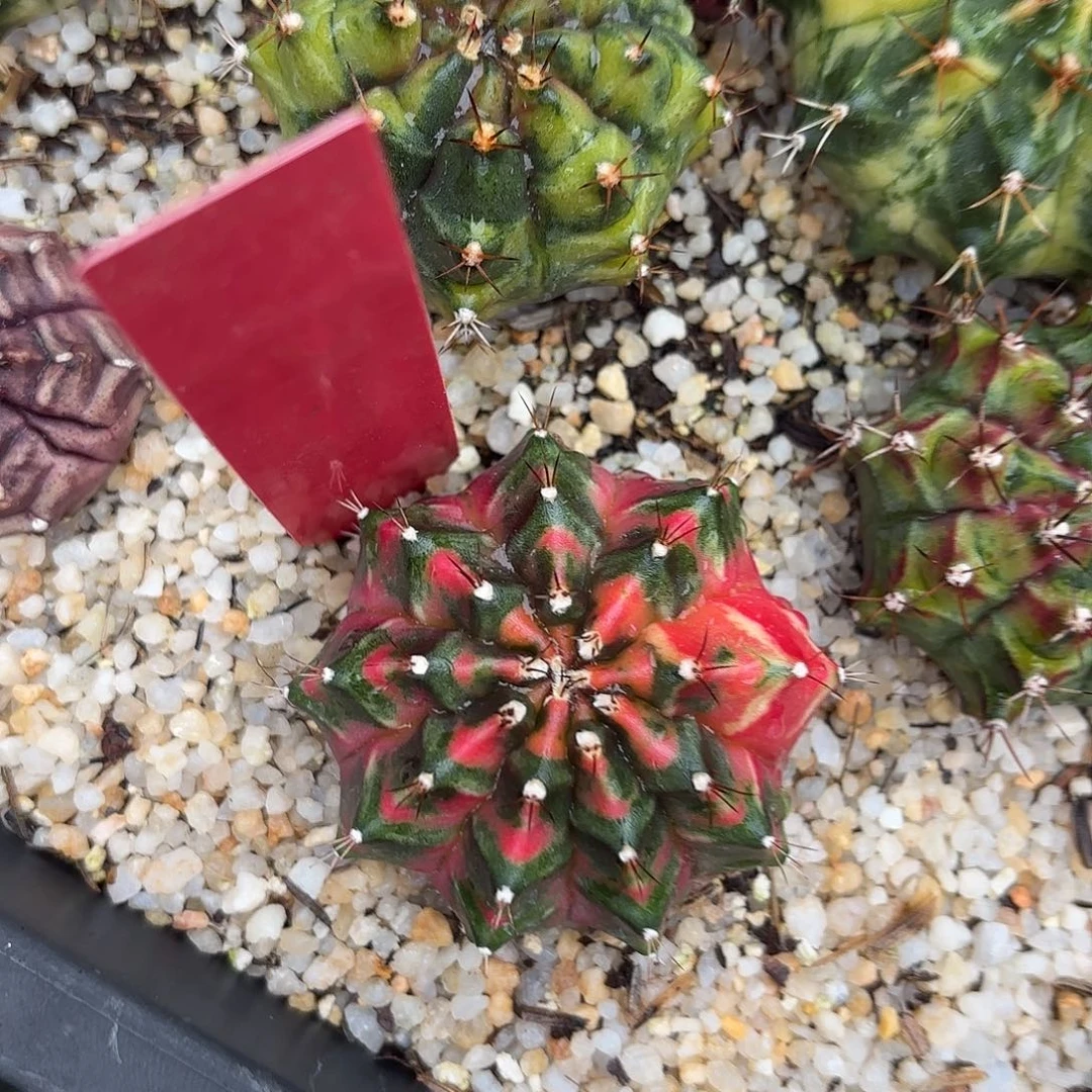 L733-1028泰国发货