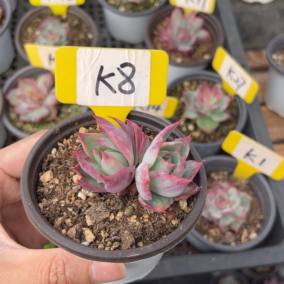 花*姐K8惊鸿单头多肉