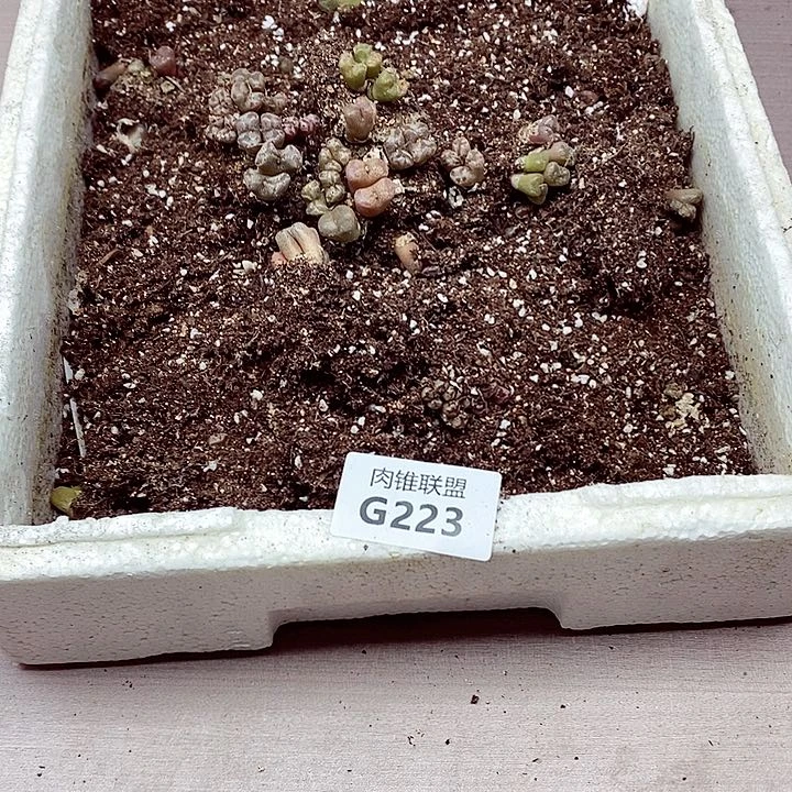 223呃呃呃呃呃呃呃呃呃呃呃呃