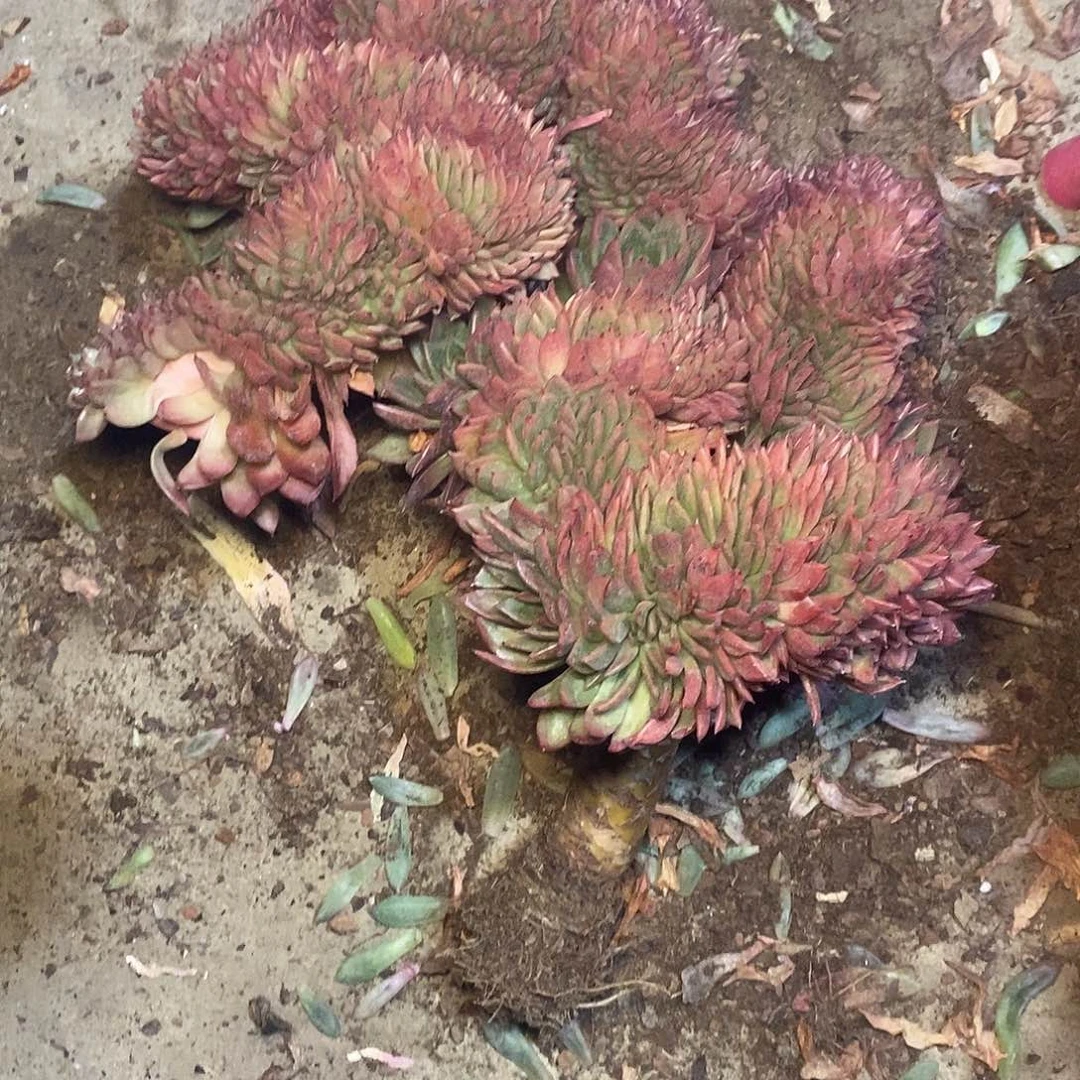 ?****?一物一拍，冬云多肉