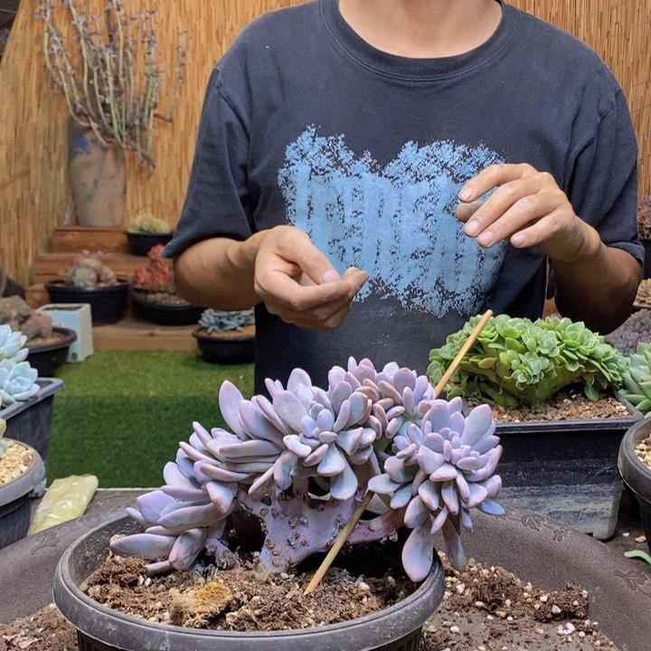 小***气604号粉兔缀化多肉植物