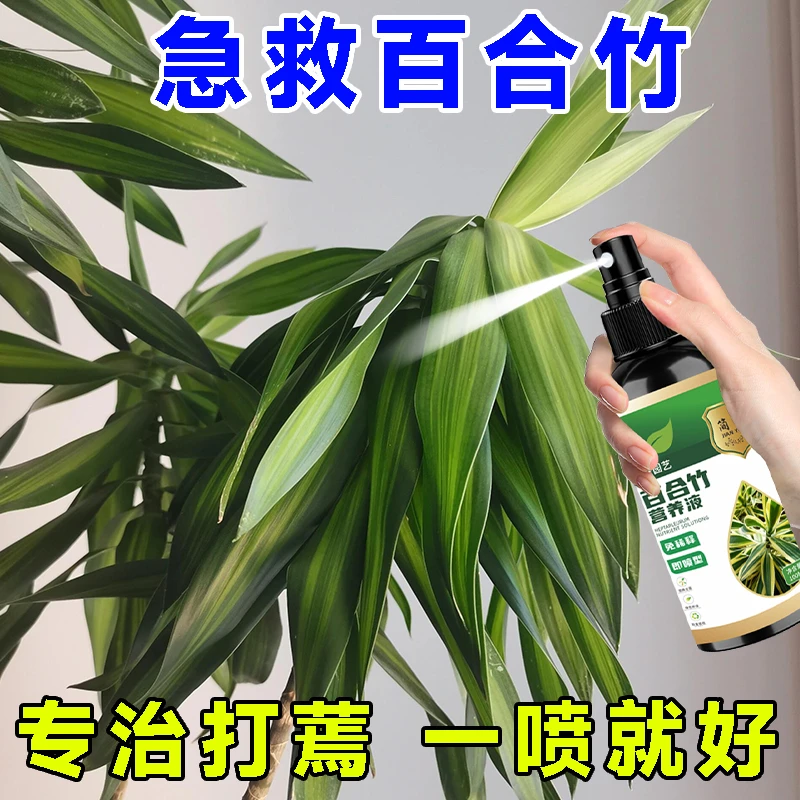 百合竹专用营养液肥料治黄叶烂根焦尖叶斑病枝干变软害养护专用