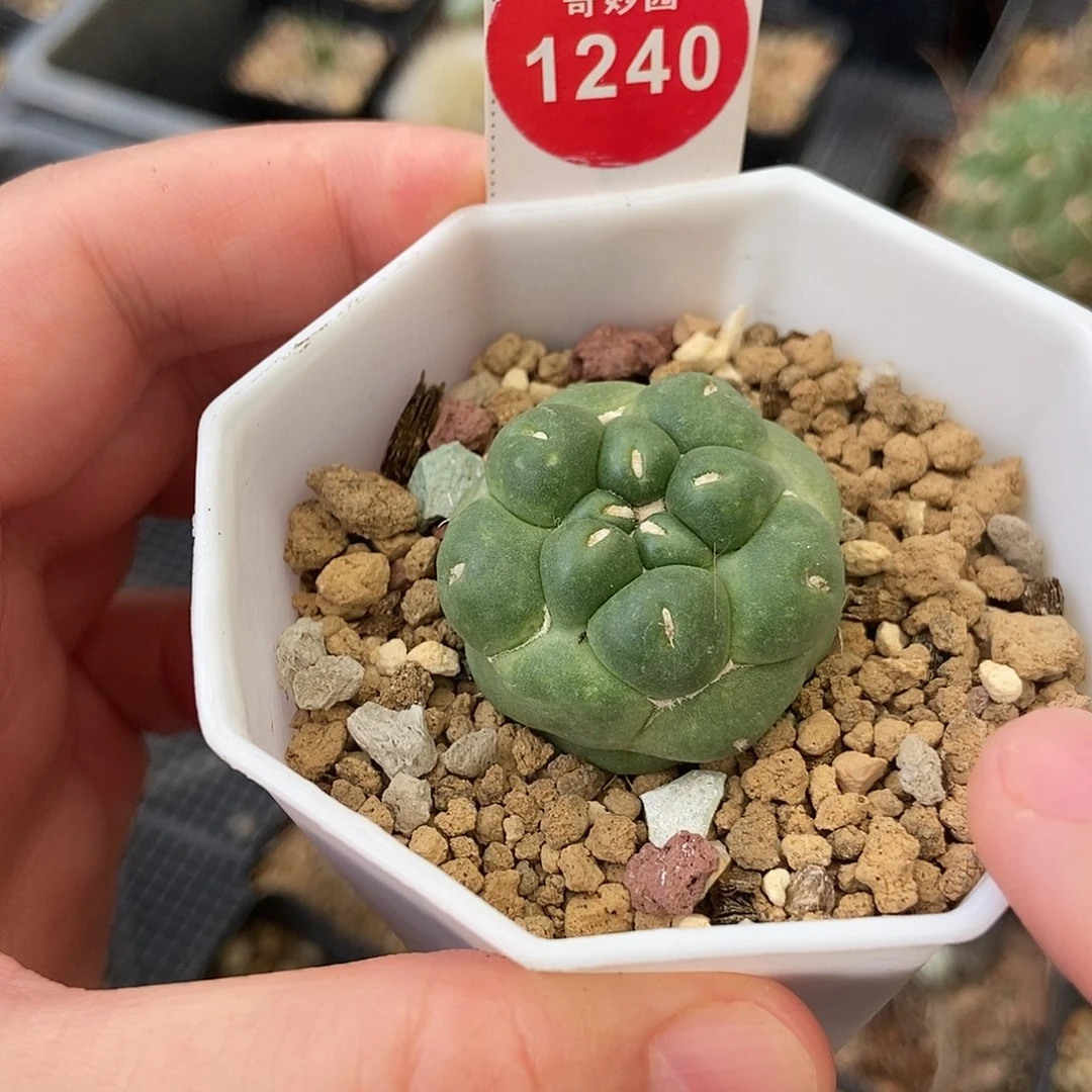 自根无刺象牙一颗仙人球