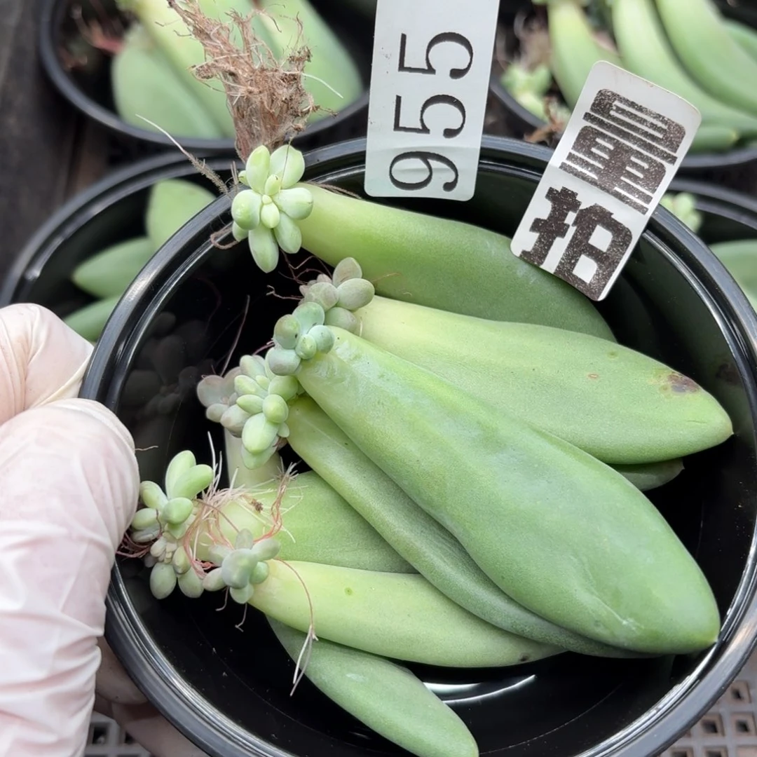多肉植物溏心珍妮小苗955量拍