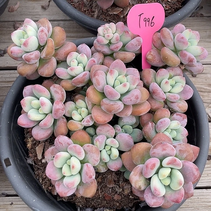 香水洛神多肉植物996