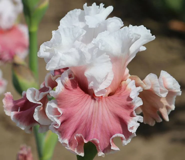 肆时花园精品德国鸢尾