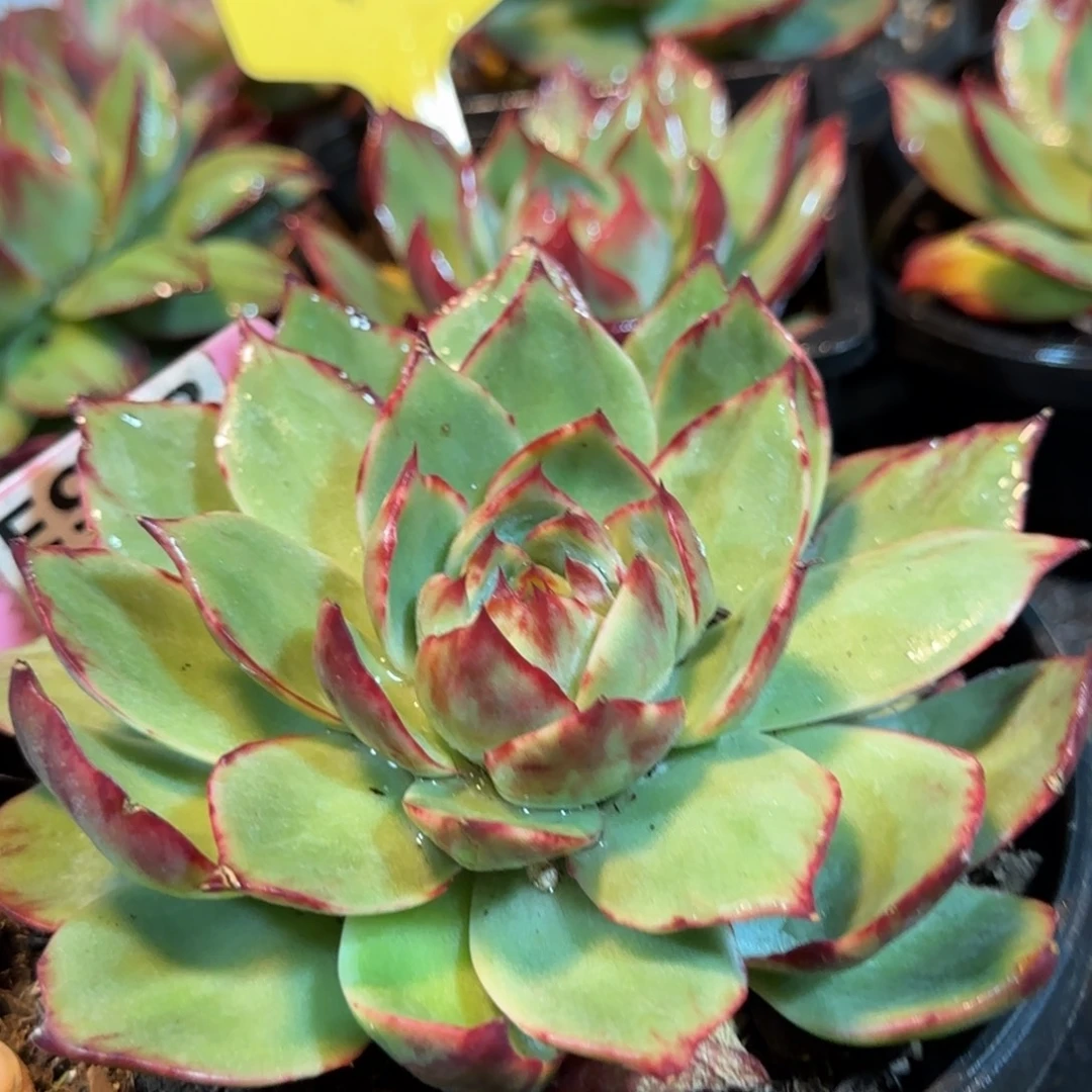 惊鸿一物一拍包装收缩花旱冰973