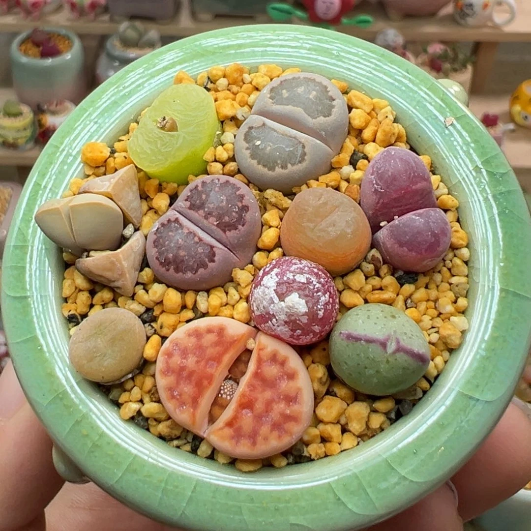 多肉植物21号彩色拼盘