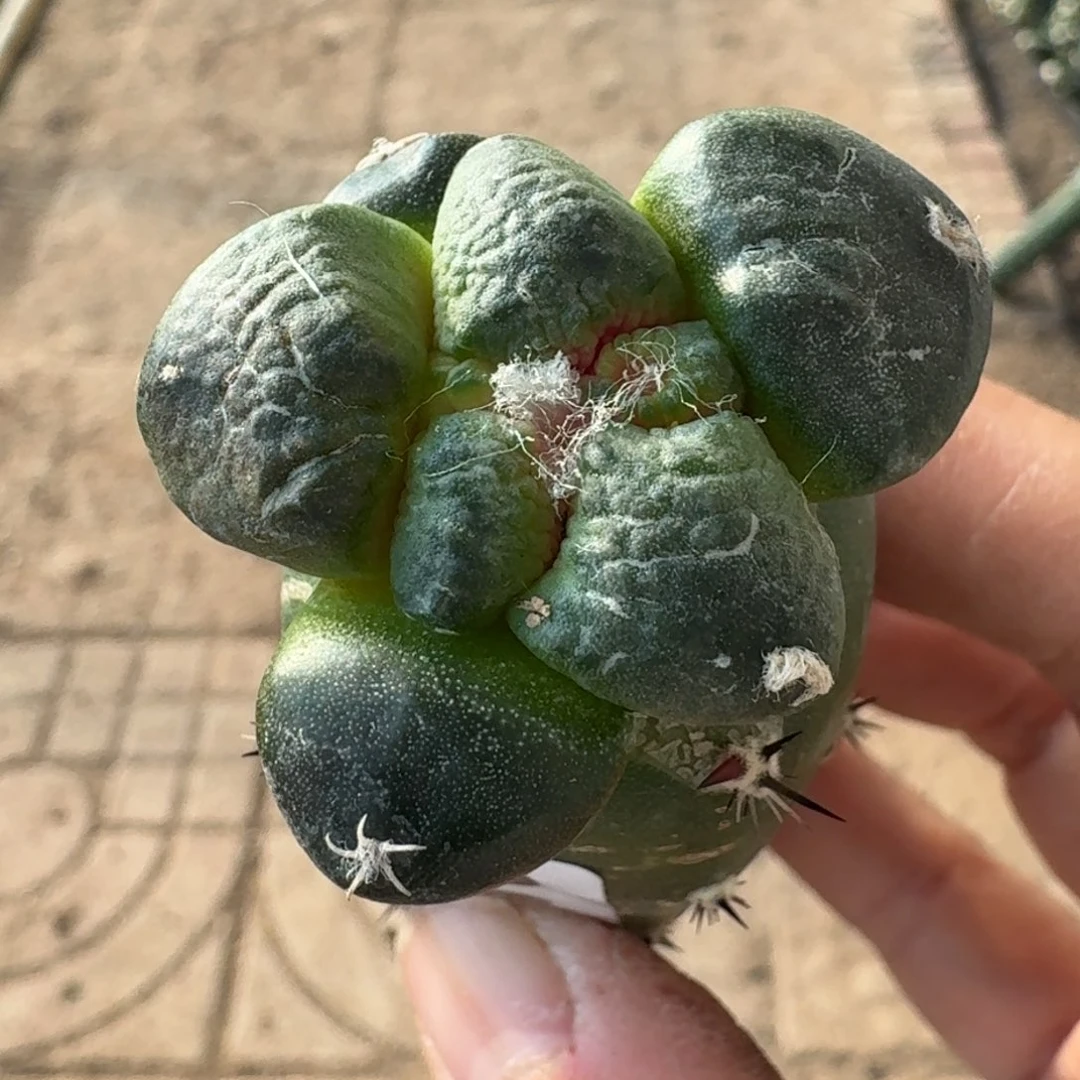 【闪购商品】大尤光面连山862