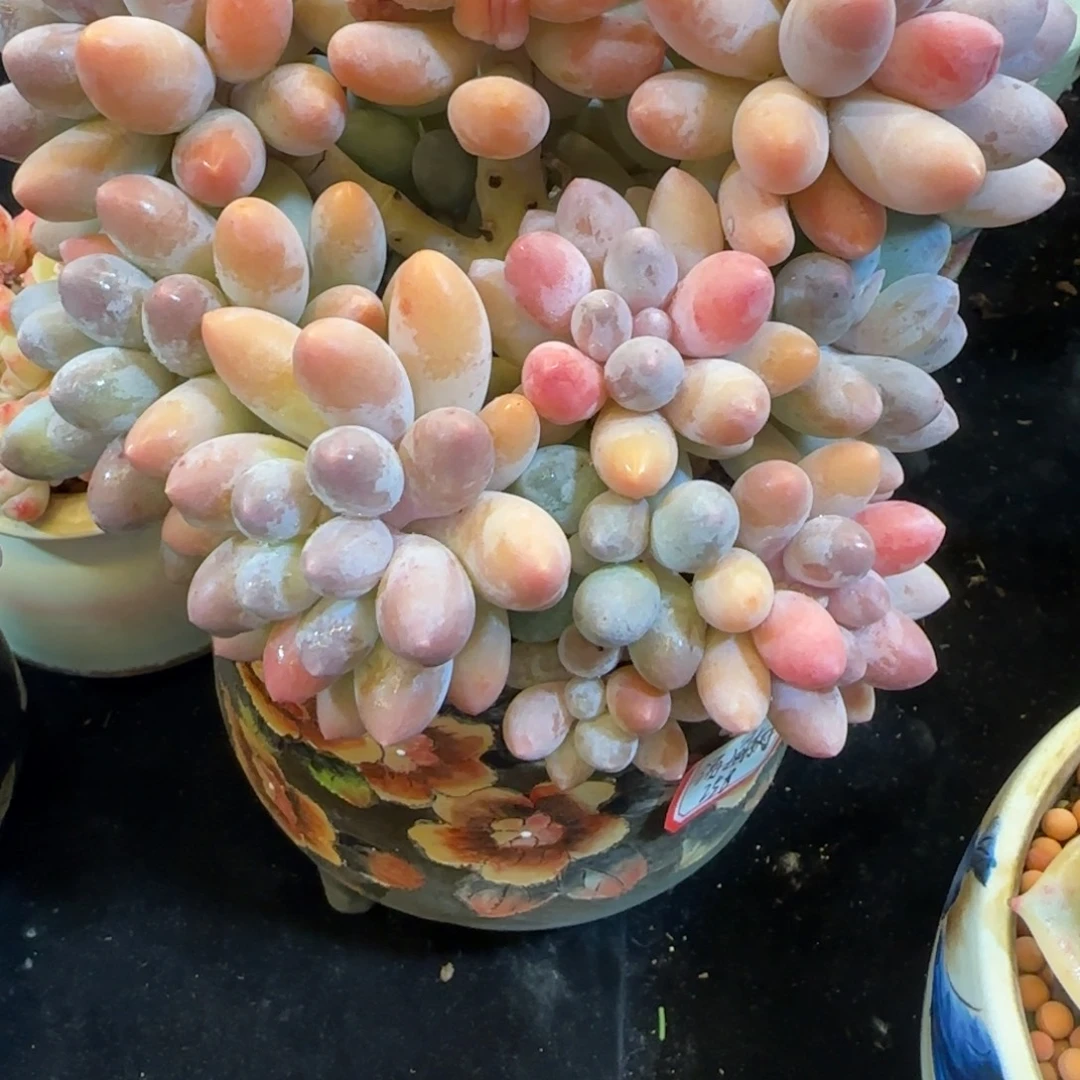 韩版汤圆小树一颗一颗