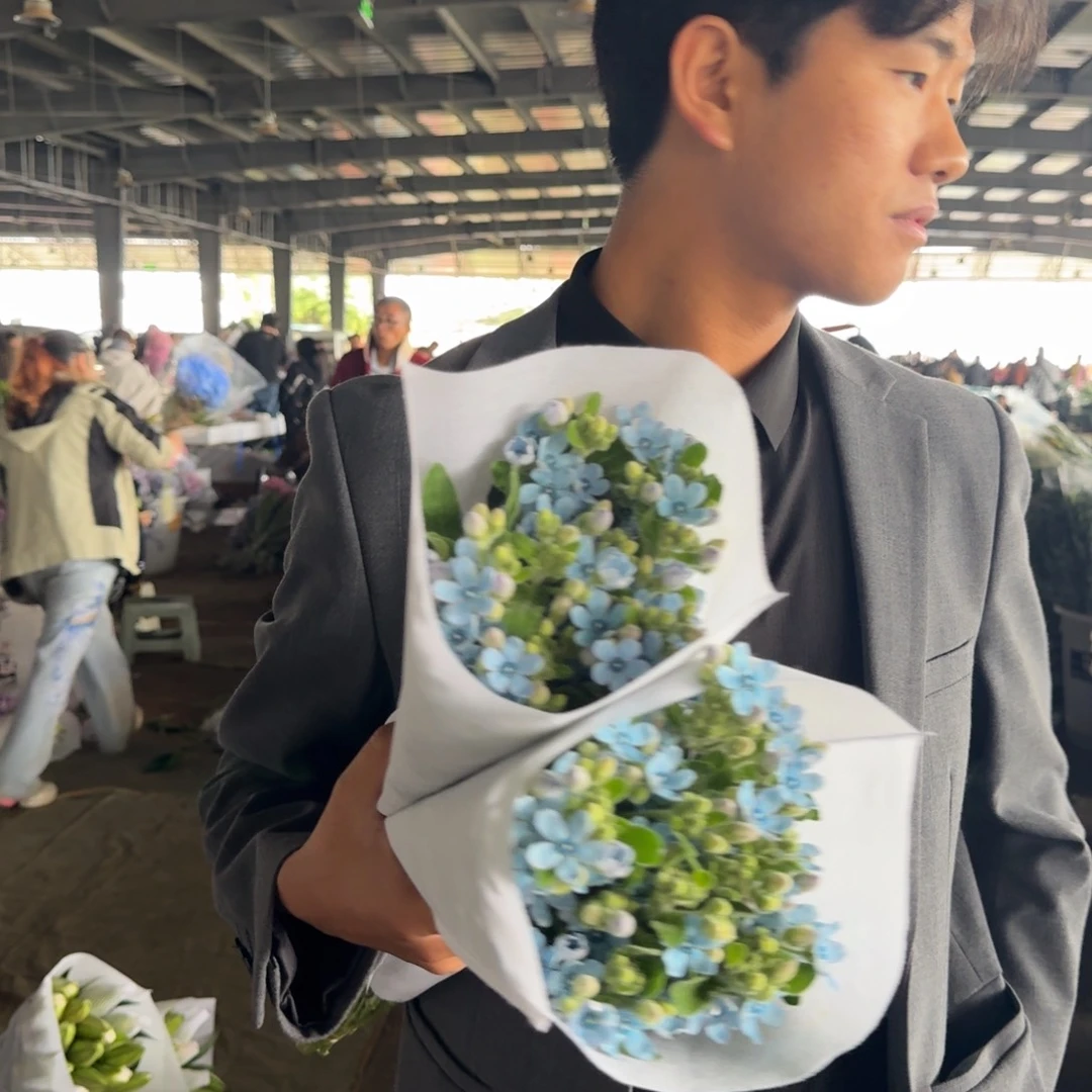 蓝星花8扎包邮价秒杀