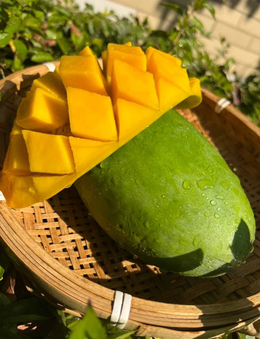 【禧马专属】云南西双版纳大青芒-生熟两吃