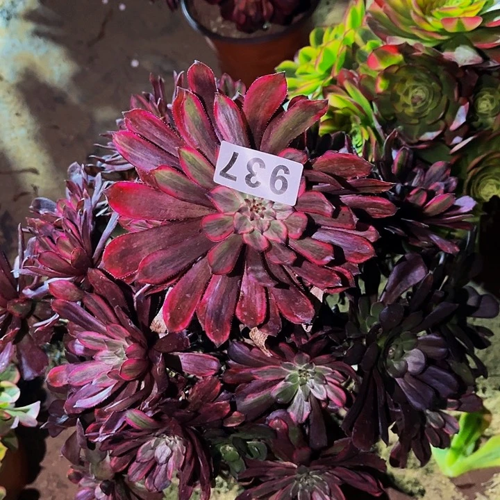 937紫霞多肉植物处理不售后