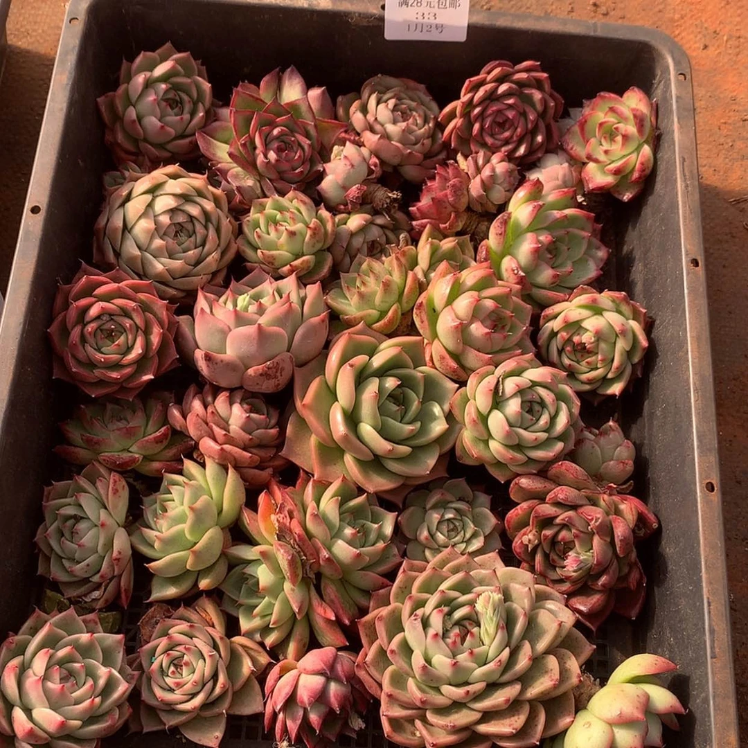 【闪购商品】云33号一筐