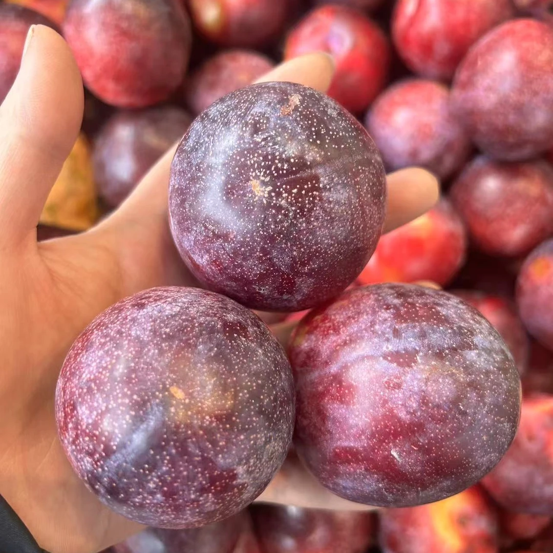 樱桃李子，脆脆甜甜，酸甜适中，特别好吃20元一斤装4个左右！五月脆