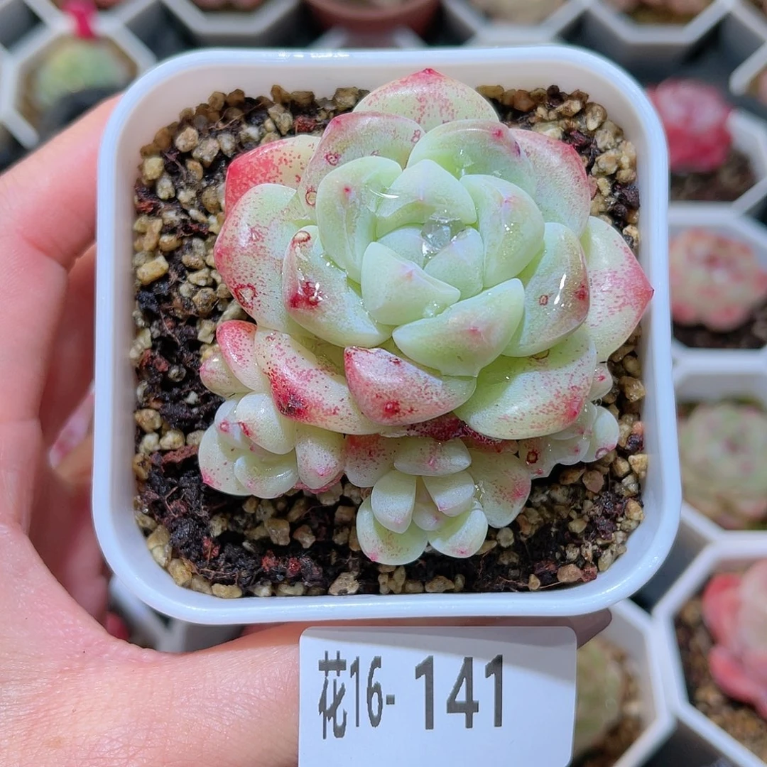 花利美16-141冰玉