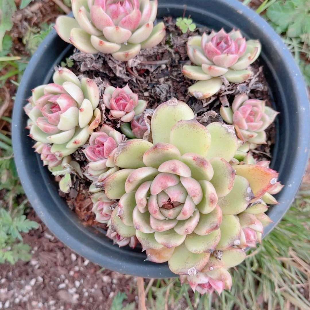 不得勒我都给我朋友打