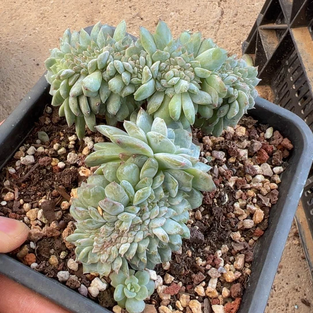 新年快乐 新年快乐