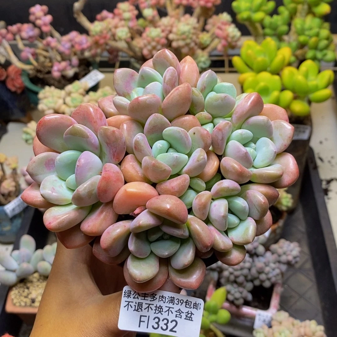 332花斑鹿多肉10c m