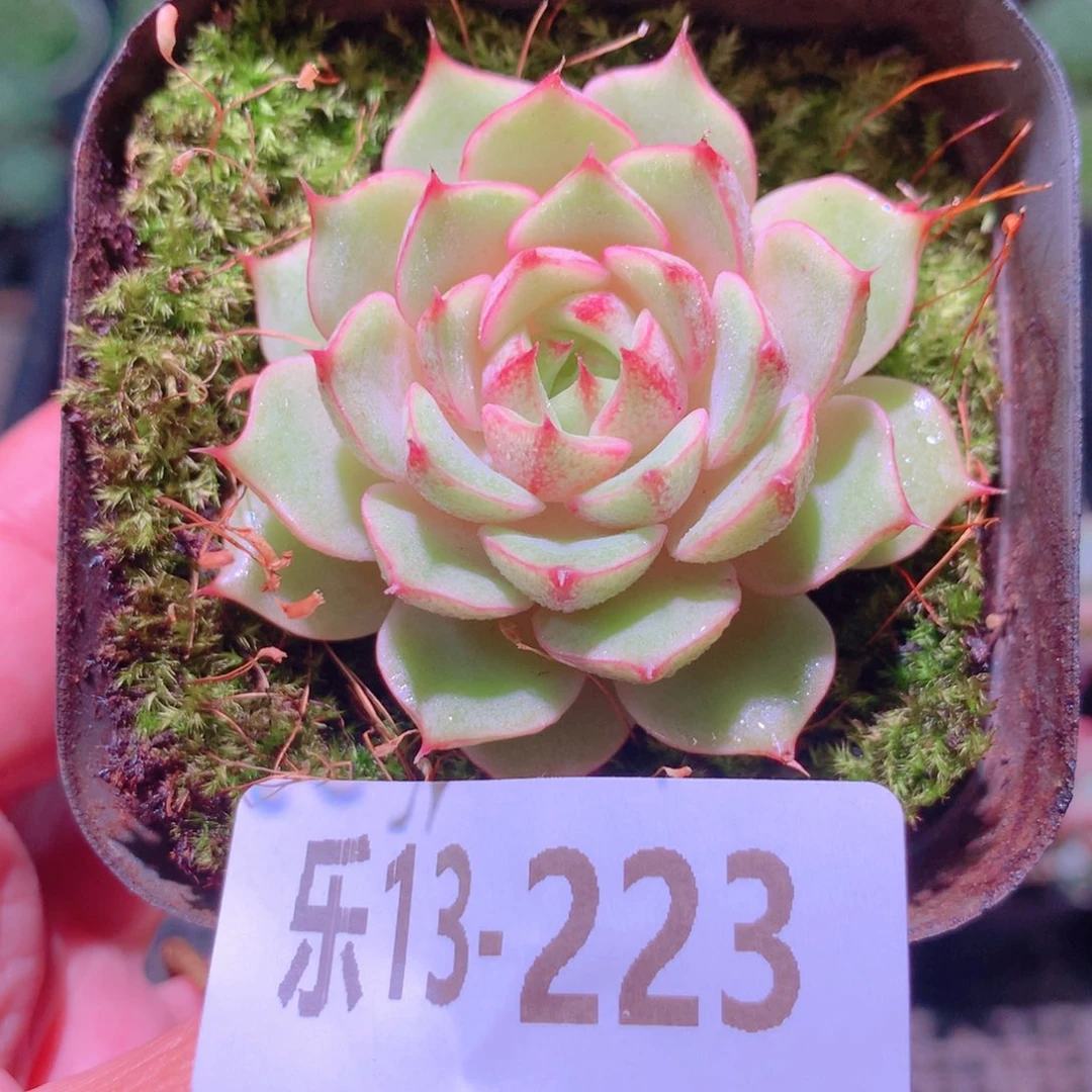 乐然13-223 苯巴蒂斯