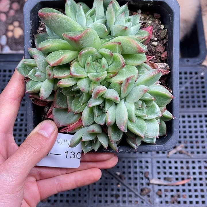 多肉一物一拍24-130