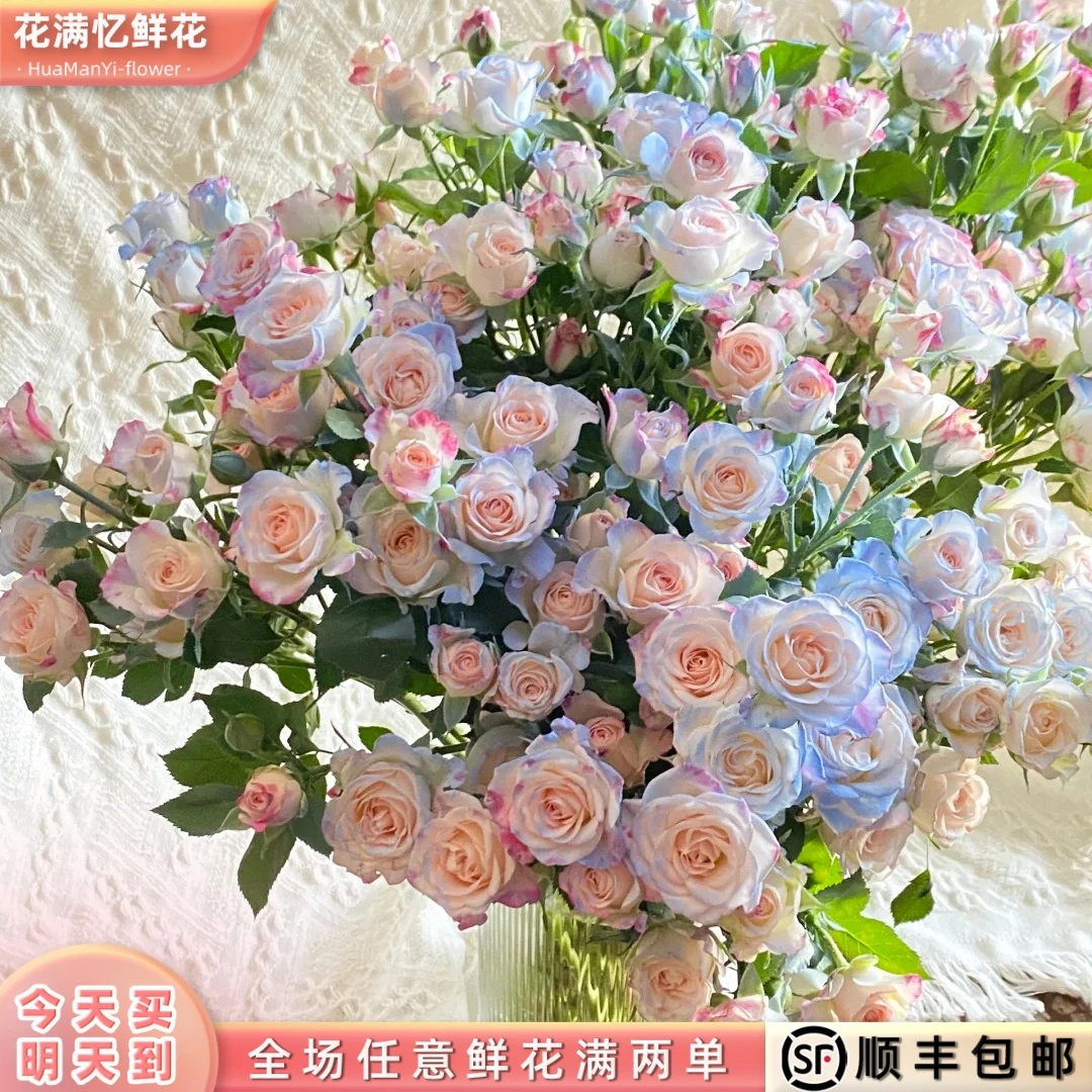 次日达 -【碎冰蓝折射泡泡】5枝多头玫瑰鲜花鲜切花家居用花发两单升级顺丰包邮三单送随机花瓶今天拍明天到99