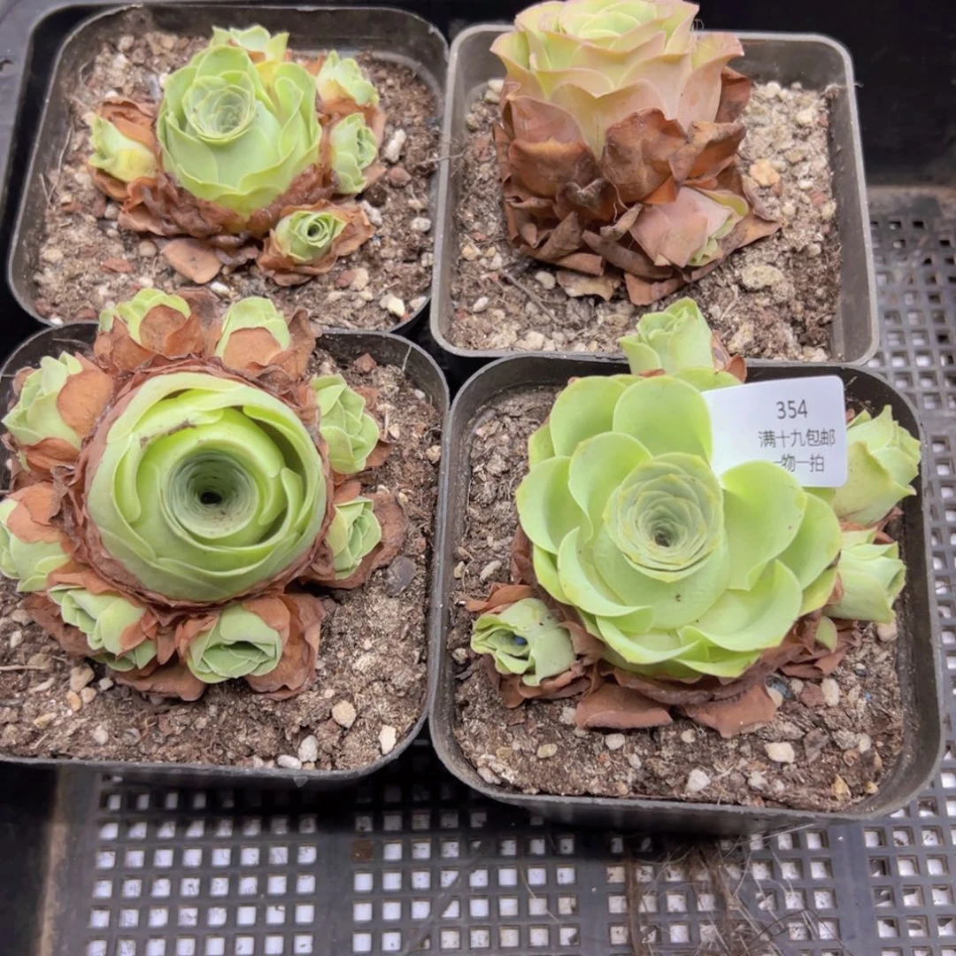 侧牙掉了不包损无售后354