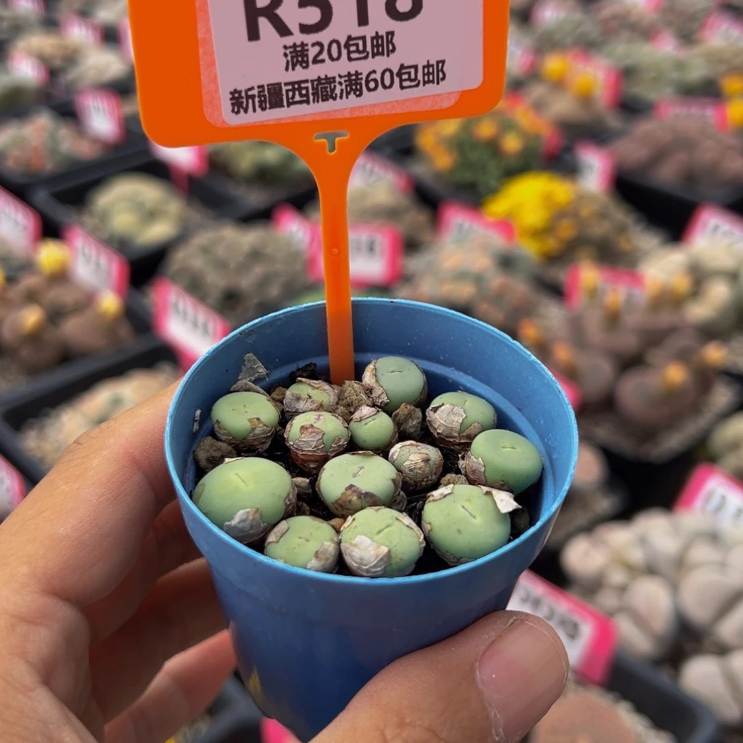 518 一物一拍，默认有伤，介意勿拍，不退不换