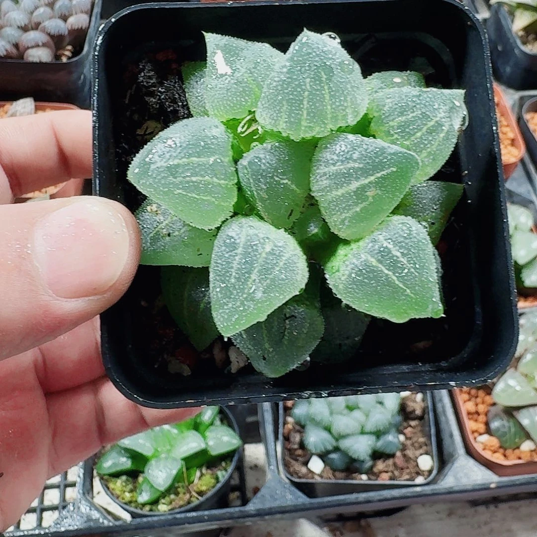 宝***Y十二卷福利活动翠贝大叶