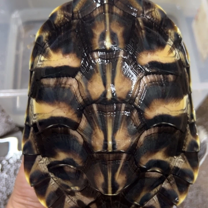 母绿毛龟16厘米翡翠母亚成