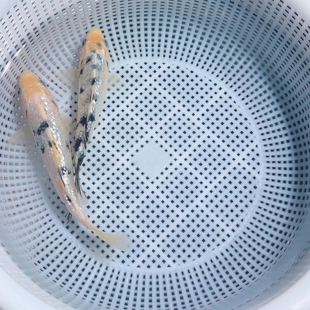 锦鲤锦鲤观赏鱼1111