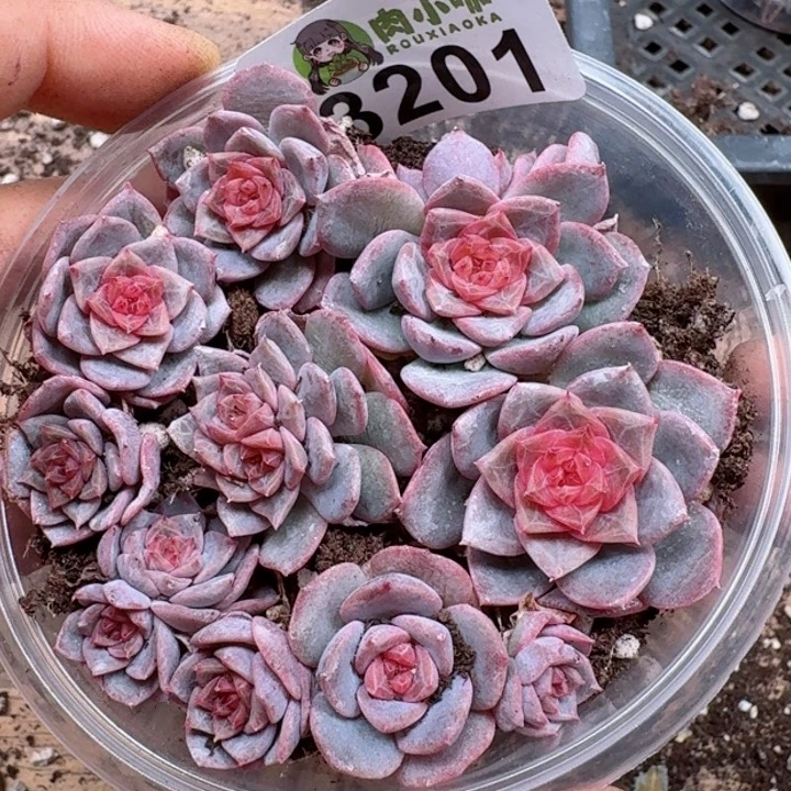 多肉植物多肉植物