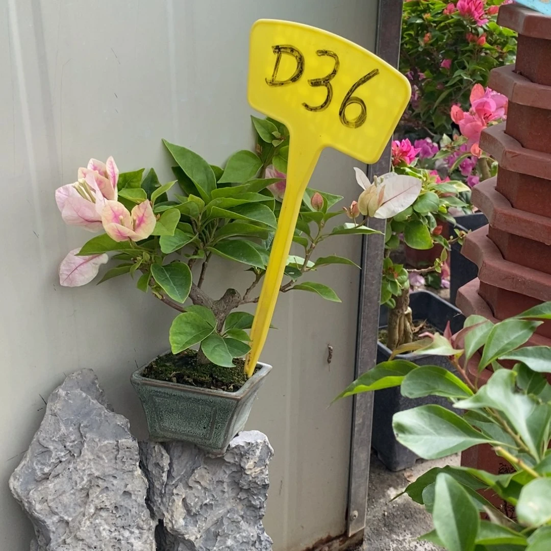 无花朵三角梅红樱D36