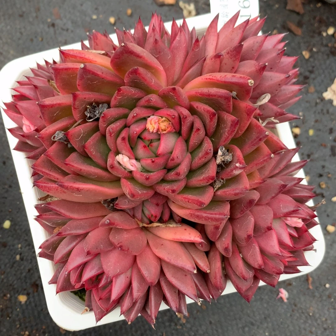 5163杂交多肉老桩