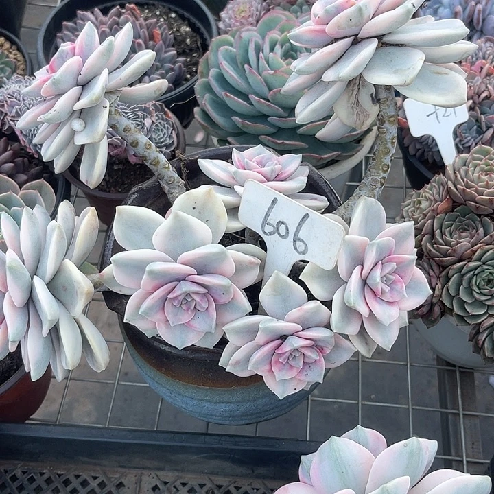 两单包邮，一物一拍紫乐锦606