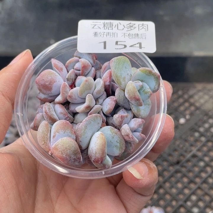 云糖心多肉植物154