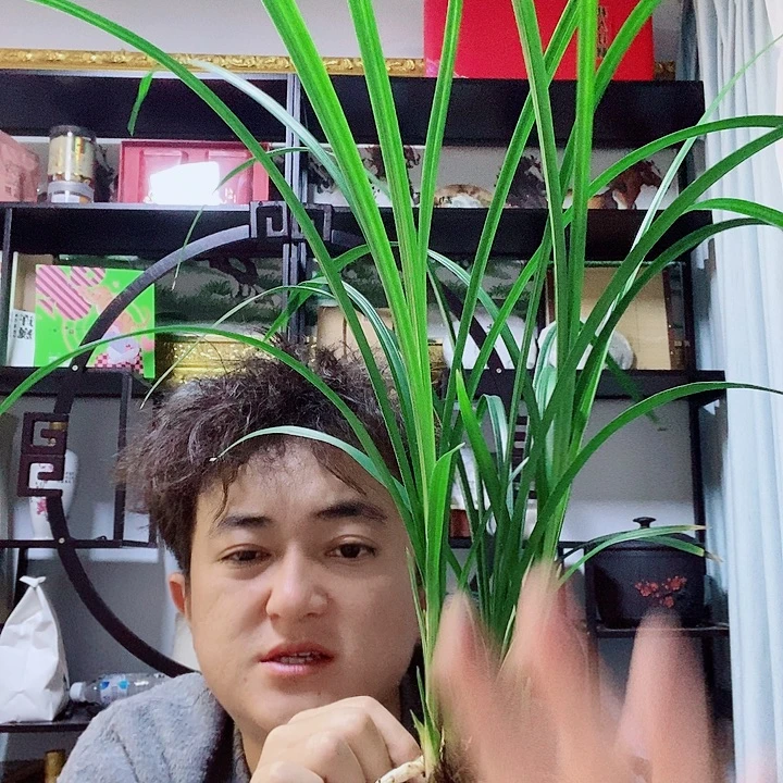 完全开放大雪素的