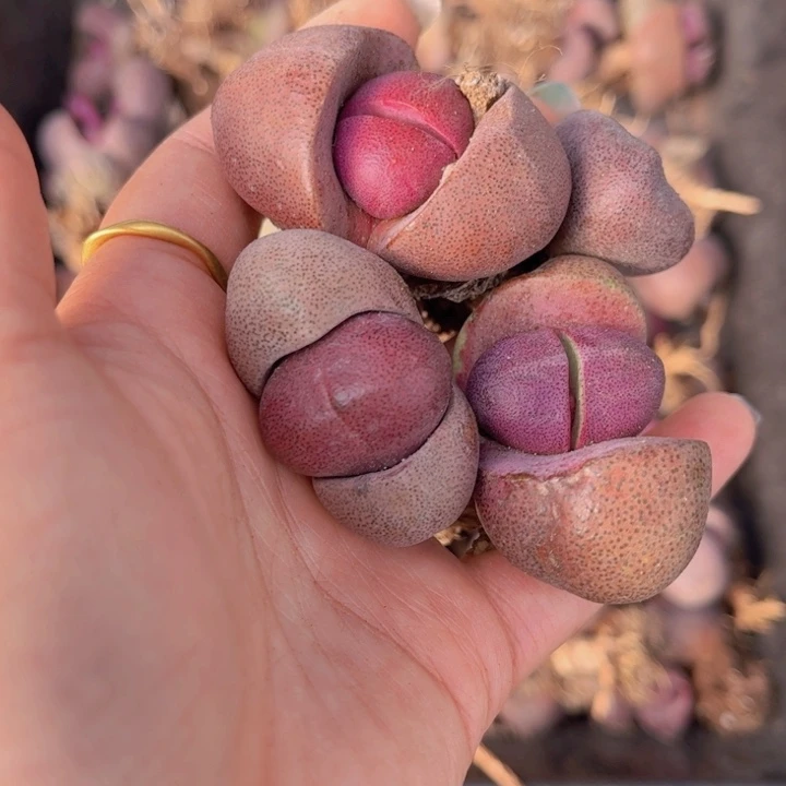 四颗紫蒂玉88888888888