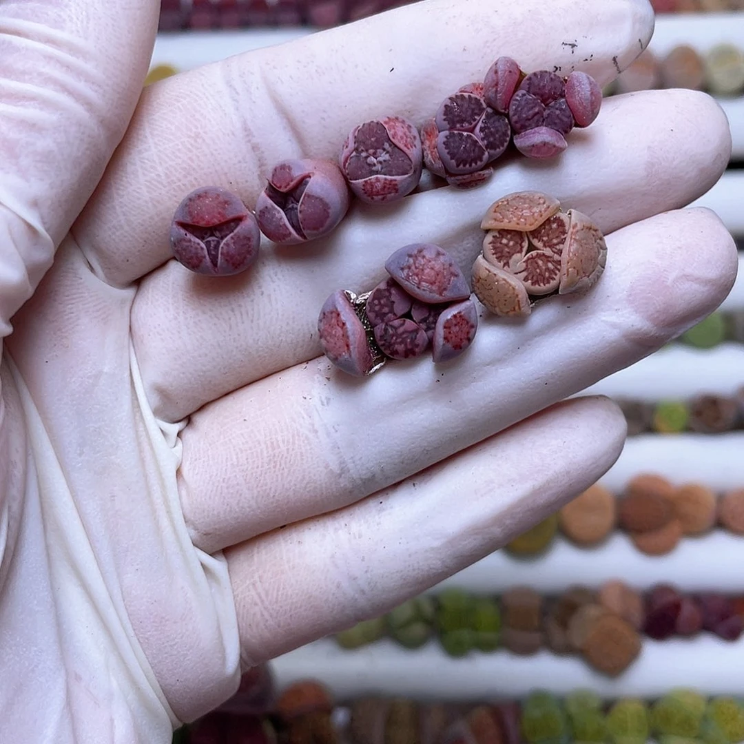 瀞237号 漂亮紫菊奔奔