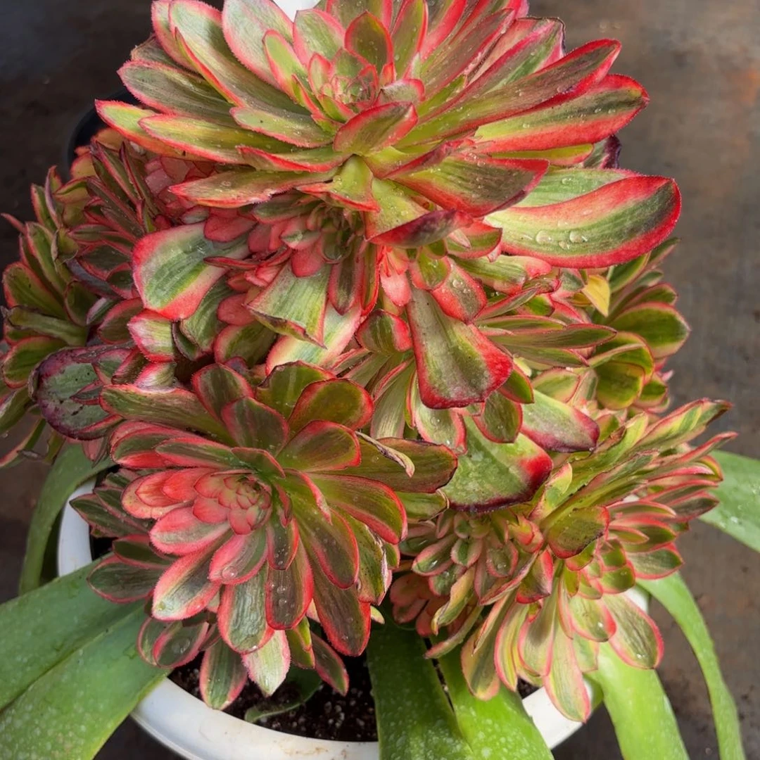 哒***?120多肉植物唐三彩嫁接